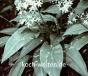 Baerlauchpflanze mit Blueten